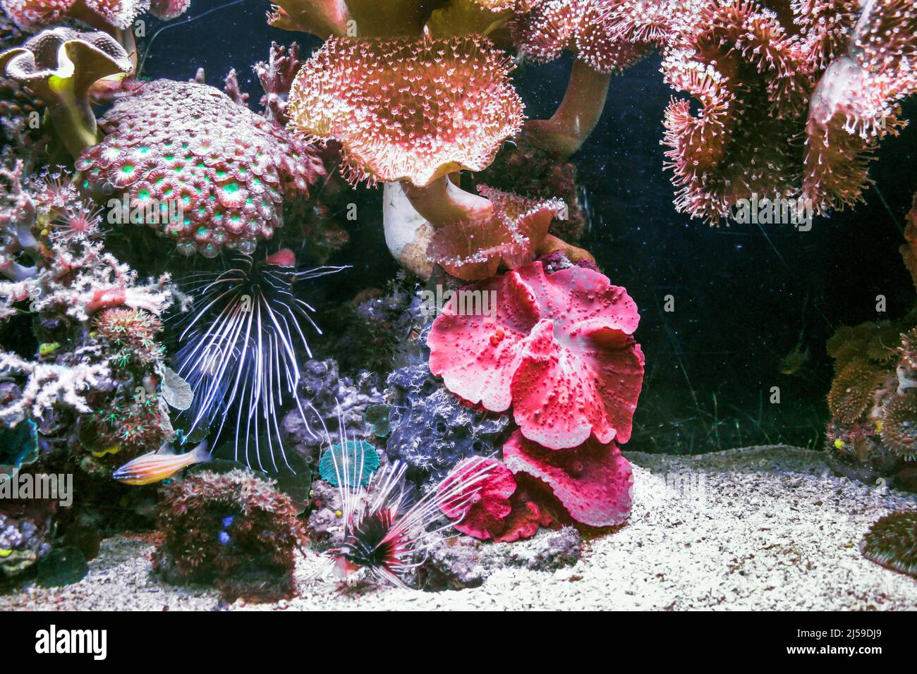 This is a coral reef with its inhabitants in the aquarium Stock Photo