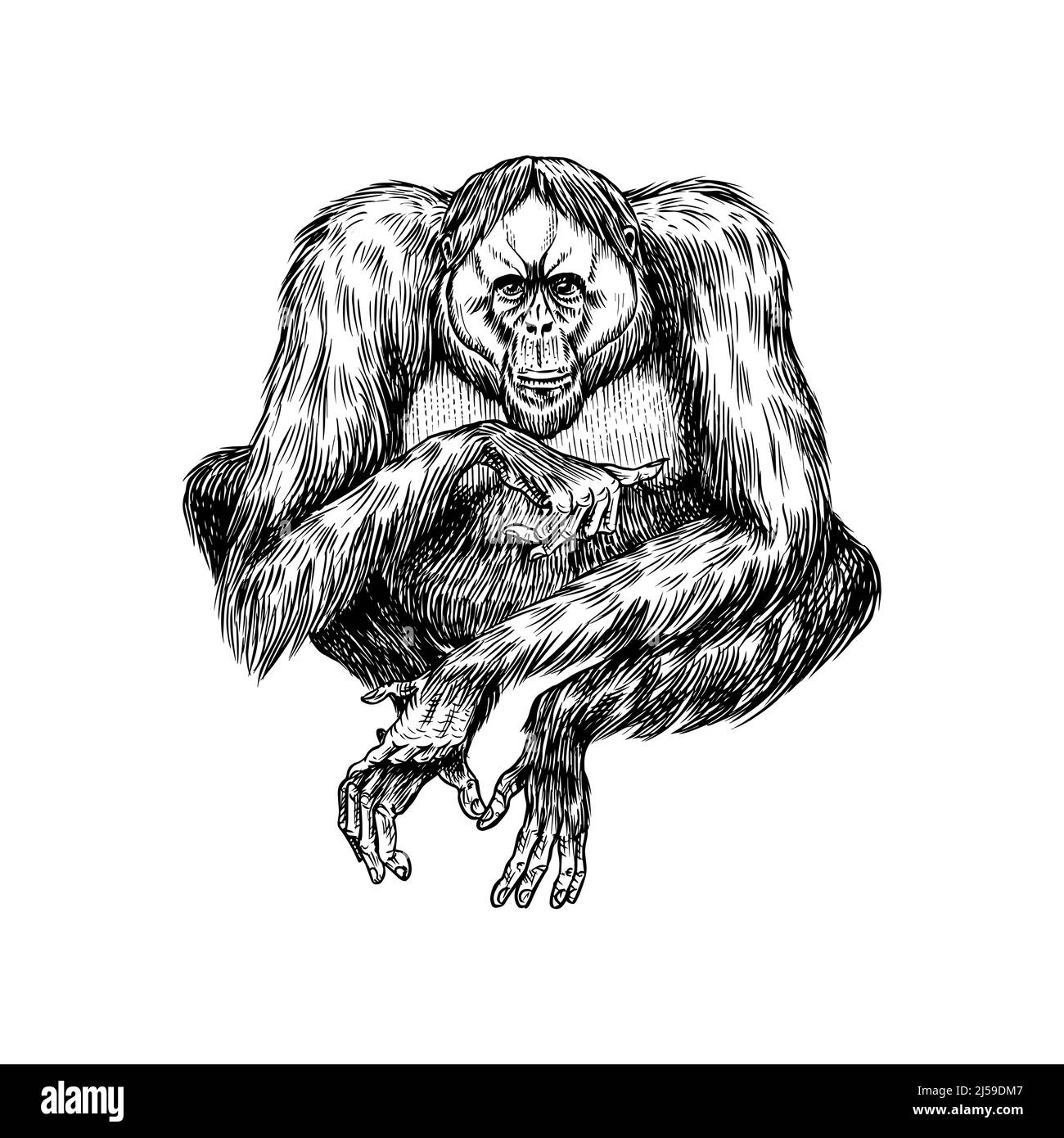 Orangutan in vintage style. Hand drawn engraved sketch in woodcut style. Large intelligent animal with long hair. Stock Vector