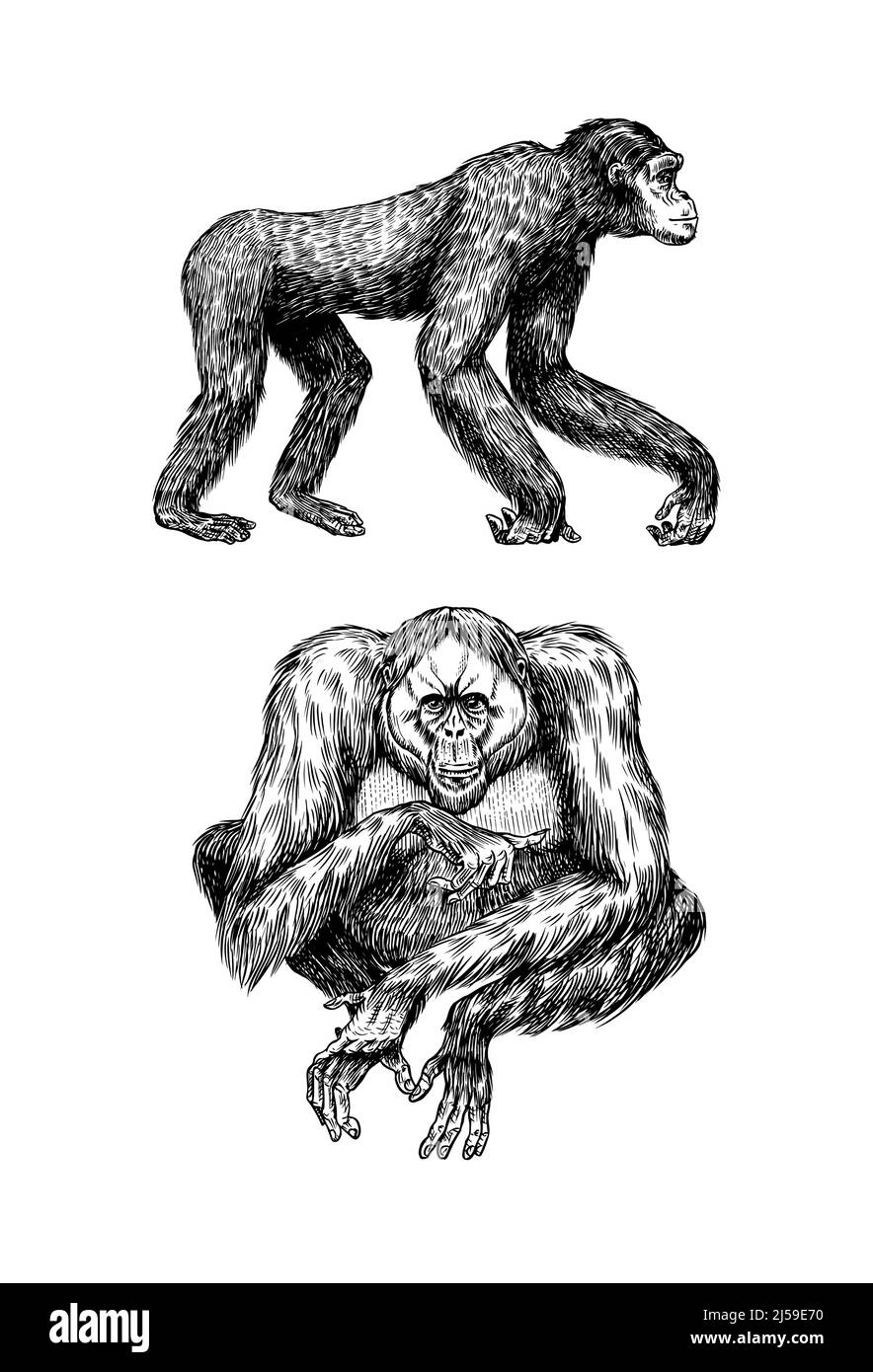 Orangutan and Bonobo or chimpanzee in vintage style. Hand drawn engraved sketch in woodcut style. Large intelligent animal with long hair. Stock Vector
