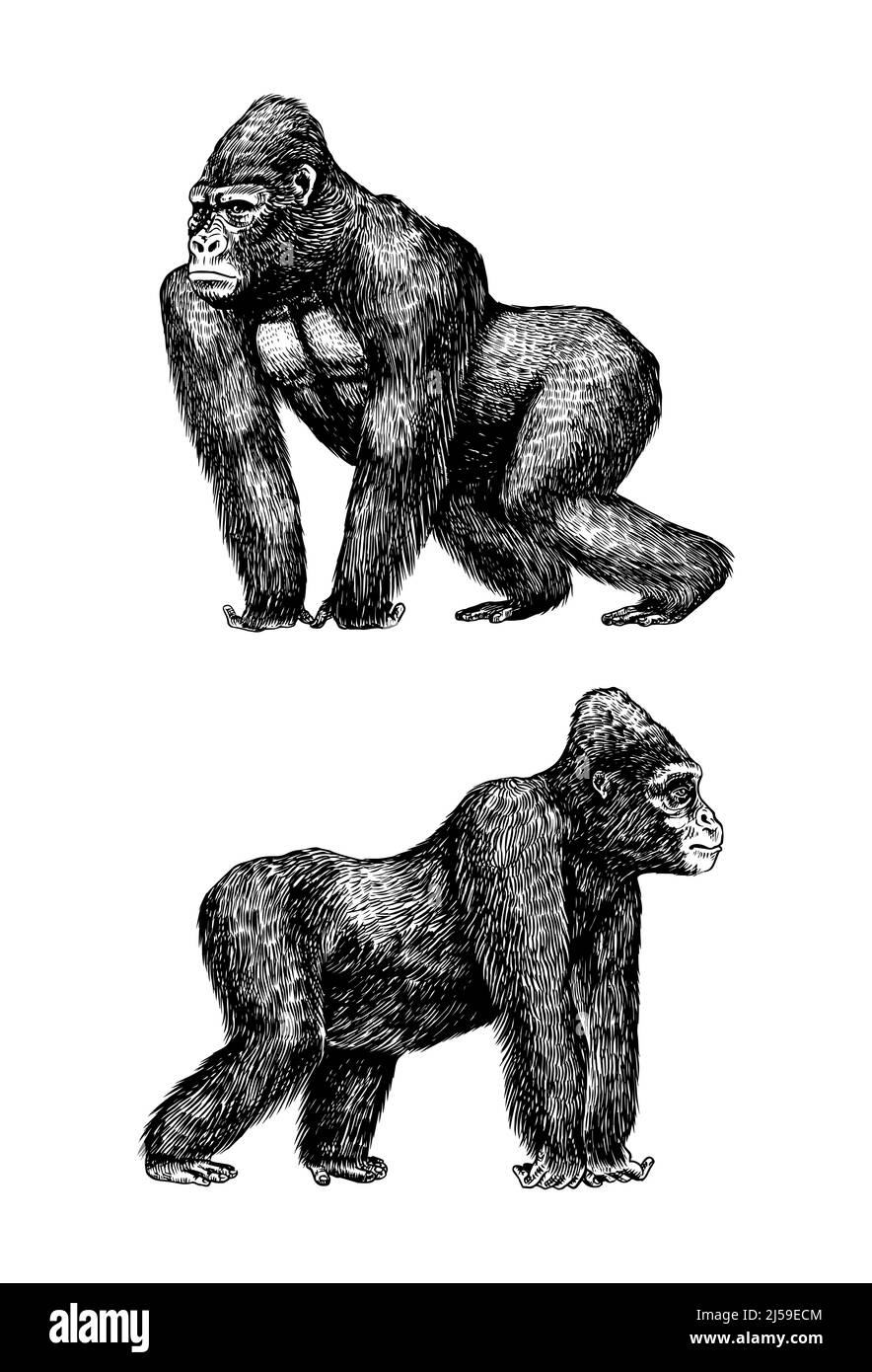 Western gorilla is crawling in vintage style. Giant monkey. Hand drawn engraved sketch in woodcut style.  Stock Vector