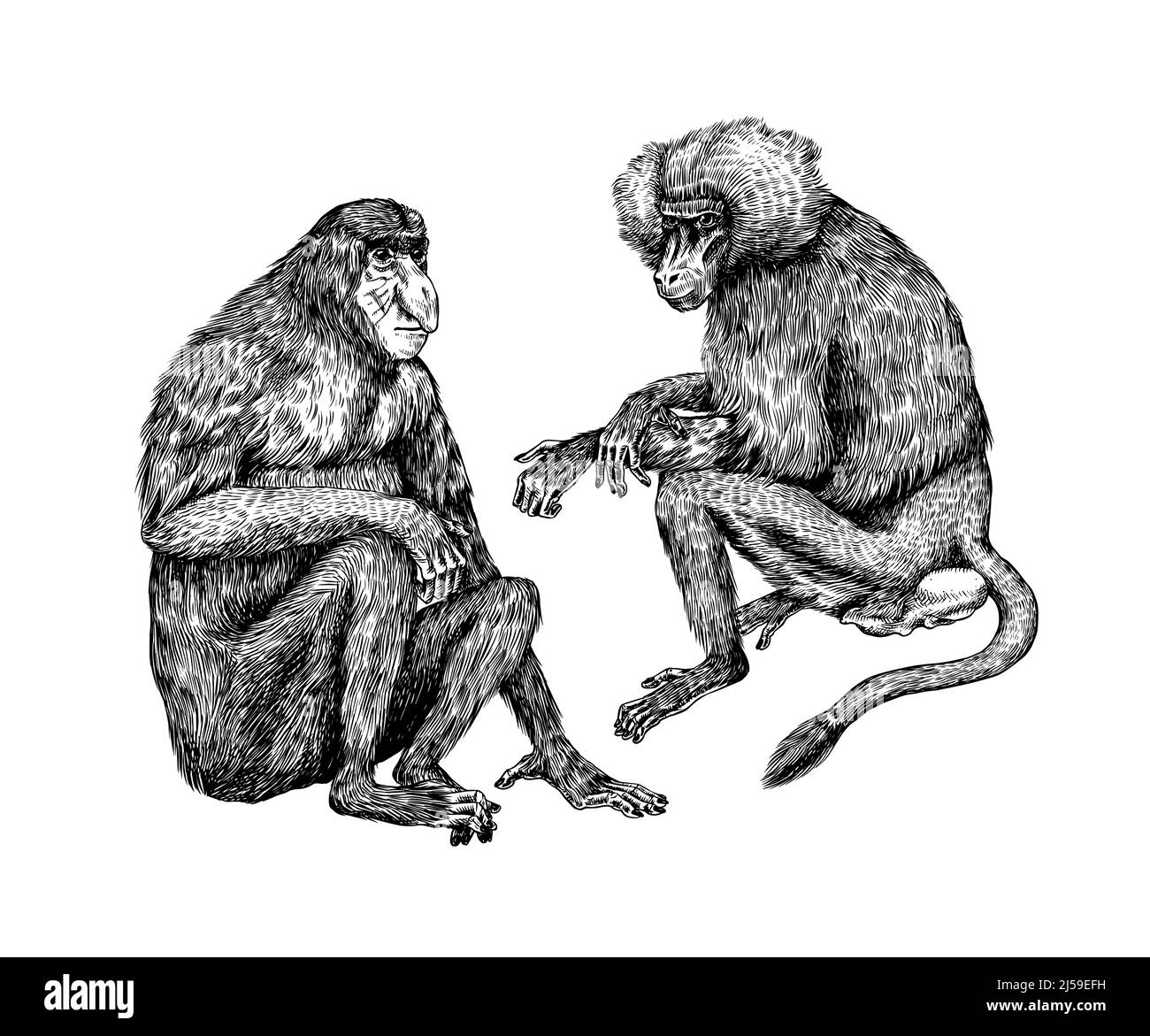 Yellow baboon and Proboscis monkey or long nosed animal in vintage style. Hand drawn engraved sketch in woodcut style.  Stock Vector