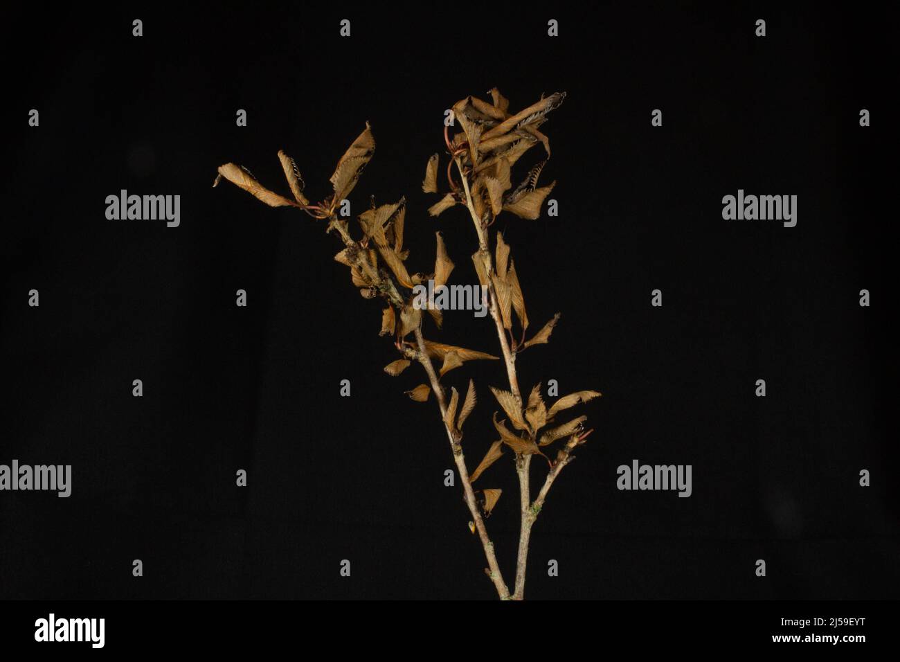a forked branch of brown dead leaves isolated with white light on a black background Stock Photo