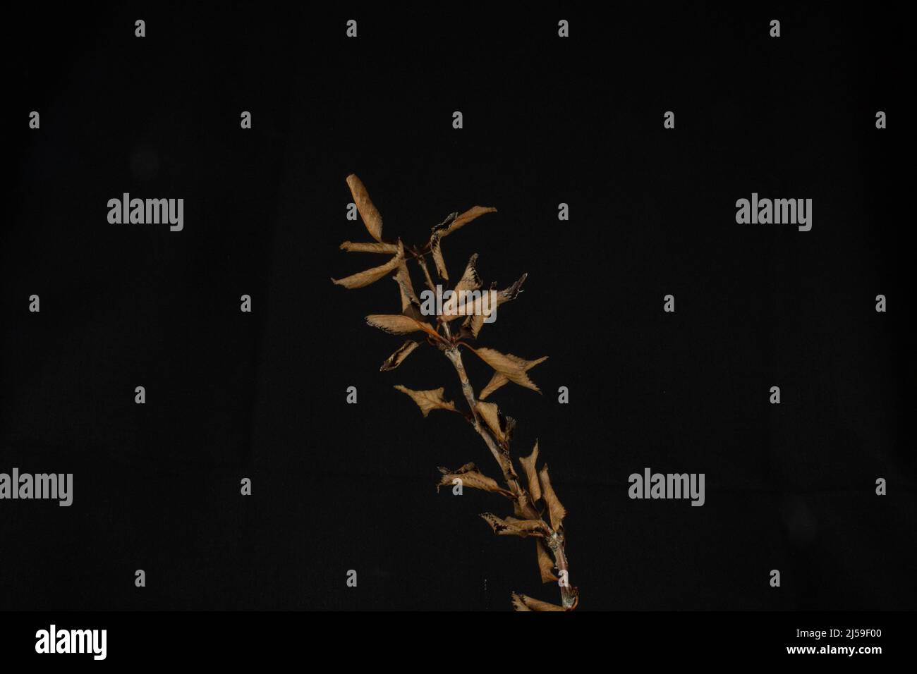 a single branch of brown dead leaves isolated with white light on a black background Stock Photo