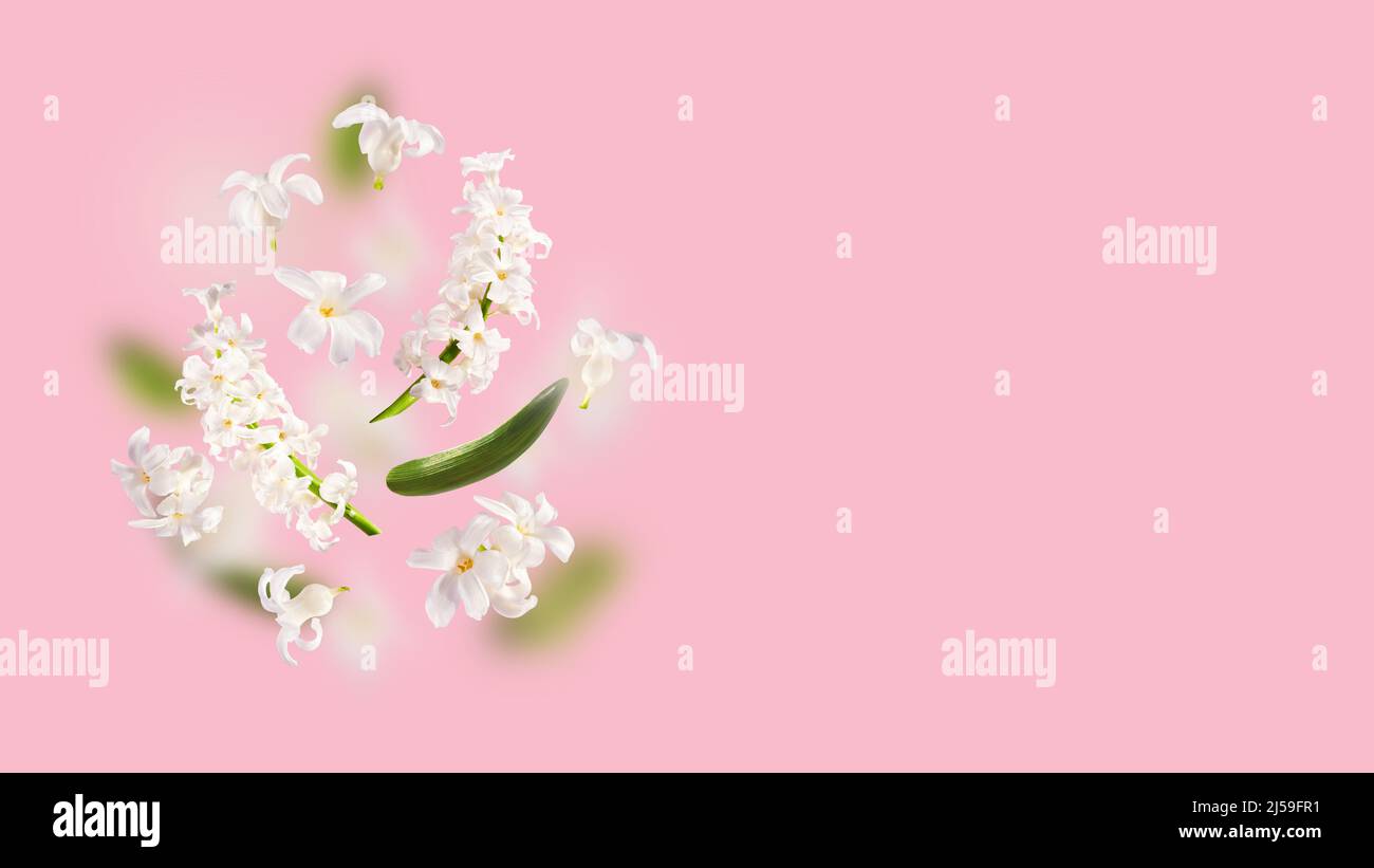 A beautiful picture with white hyacinth flowers flying in the air on the pink background. Levitation concept. Floating petals. Greeting card with wedd Stock Photo
