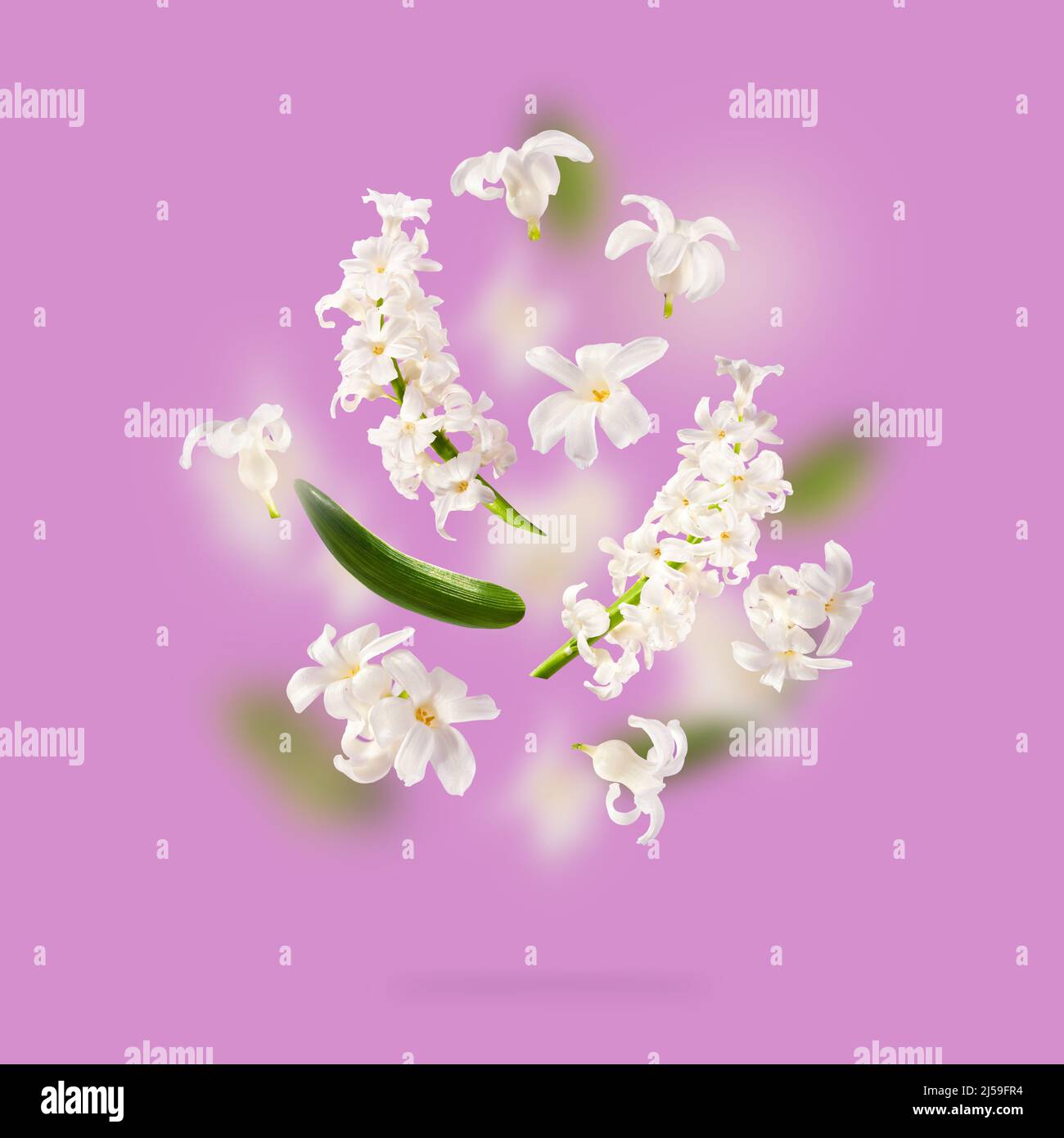 A beautiful picture with white hyacinth flowers flying in the air on the violet purple lavender background. Levitation concept. Floating petals. Stock Photo