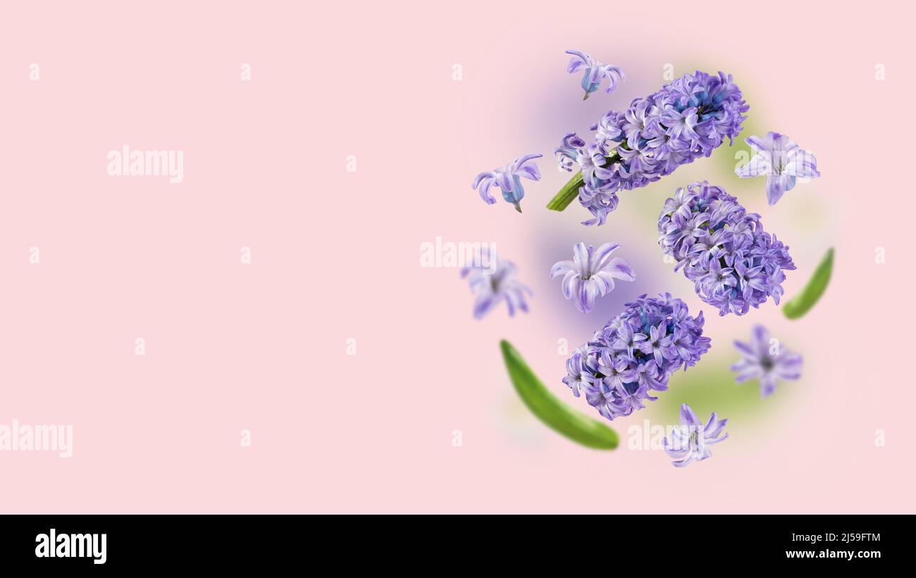 A picture with purple hyacinth flowers and green leaves flying in the air on a pink background. Levitation concept. Floating petals. Greeting card Stock Photo