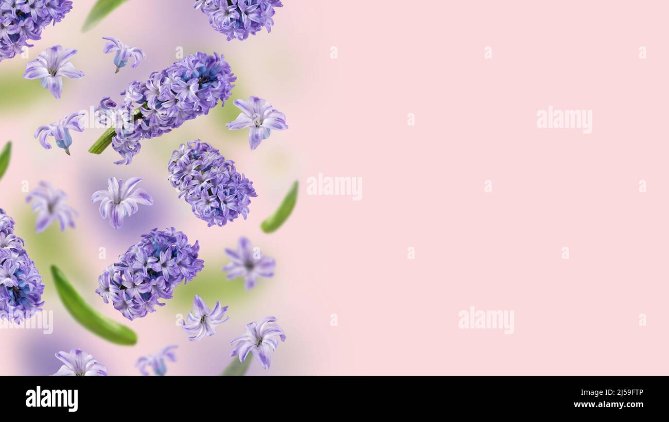 A picture with purple hyacinth flowers and green leaves flying in the air on a pink background. Levitation concept. Floating petals. Greeting card Stock Photo