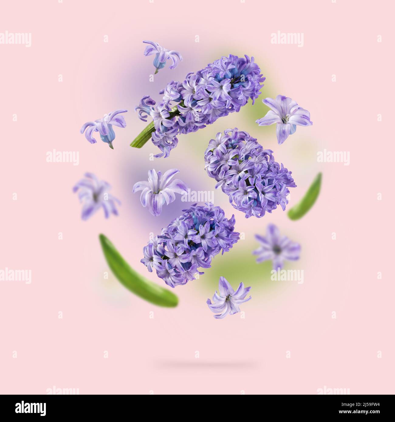 A picture with purple hyacinth flowers and green leaves flying in the air on the pink background. Levitation concept. Floating petals. Greeting card Stock Photo