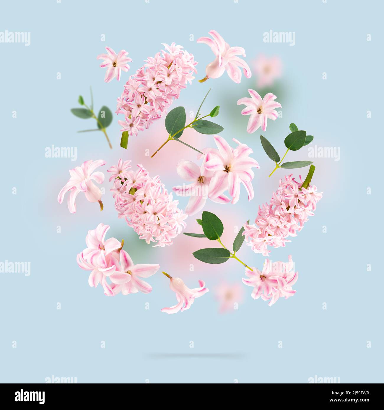 A picture with rose hyacinth flowers and green leaves flying in the air on spun sugar background. Levitation concept. Floating petals on a light blue. Stock Photo
