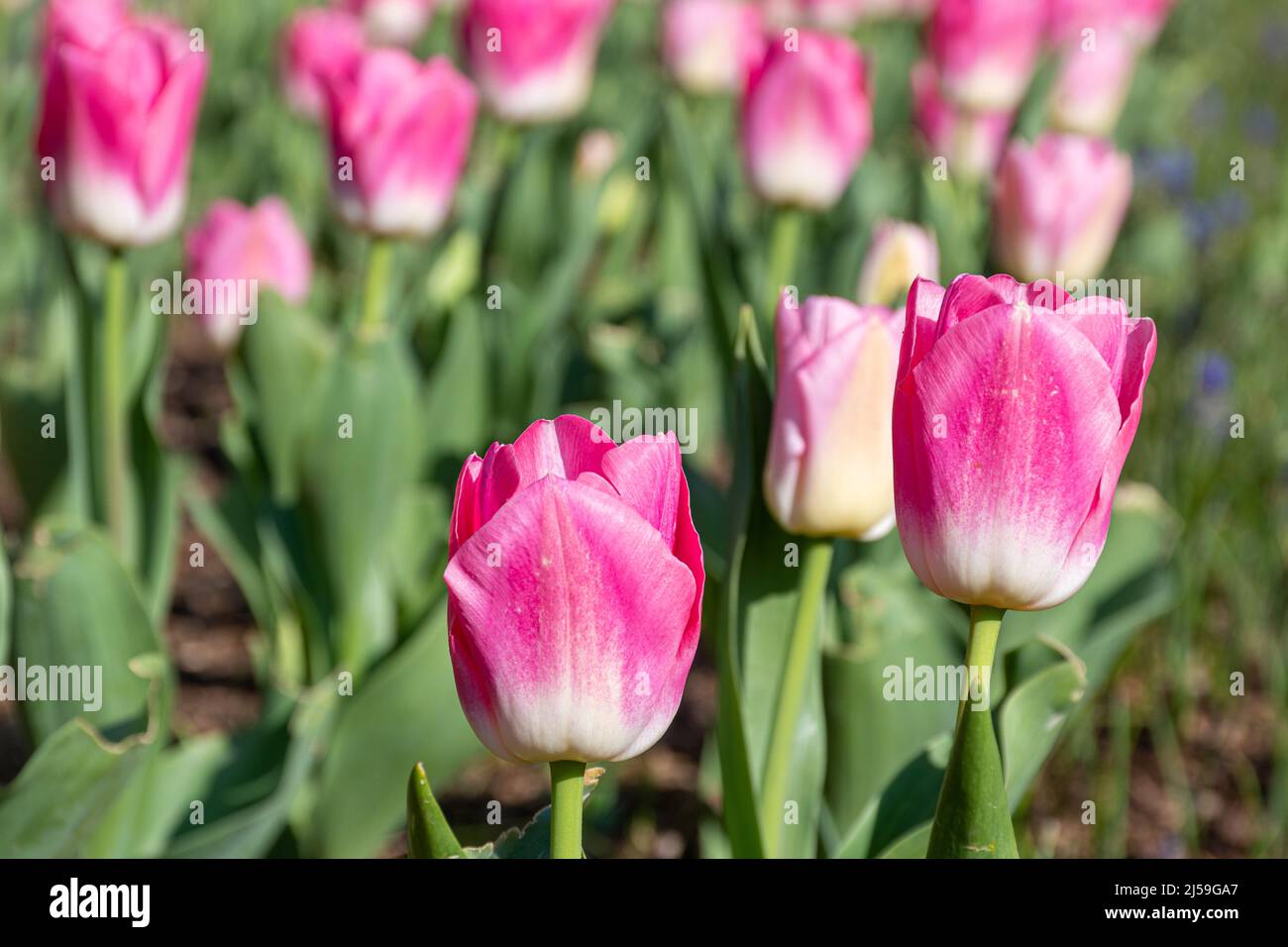 Pink 'Dynasty' tulips flowering at Dunsborough Park spring tulip