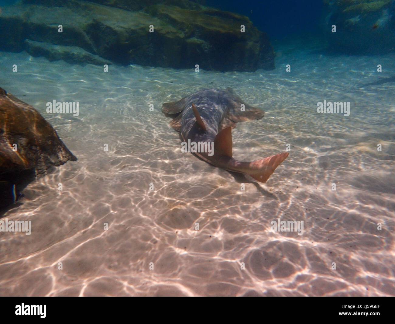 Shovelnose Ray swimming over coral reef, stingray Stock Photo