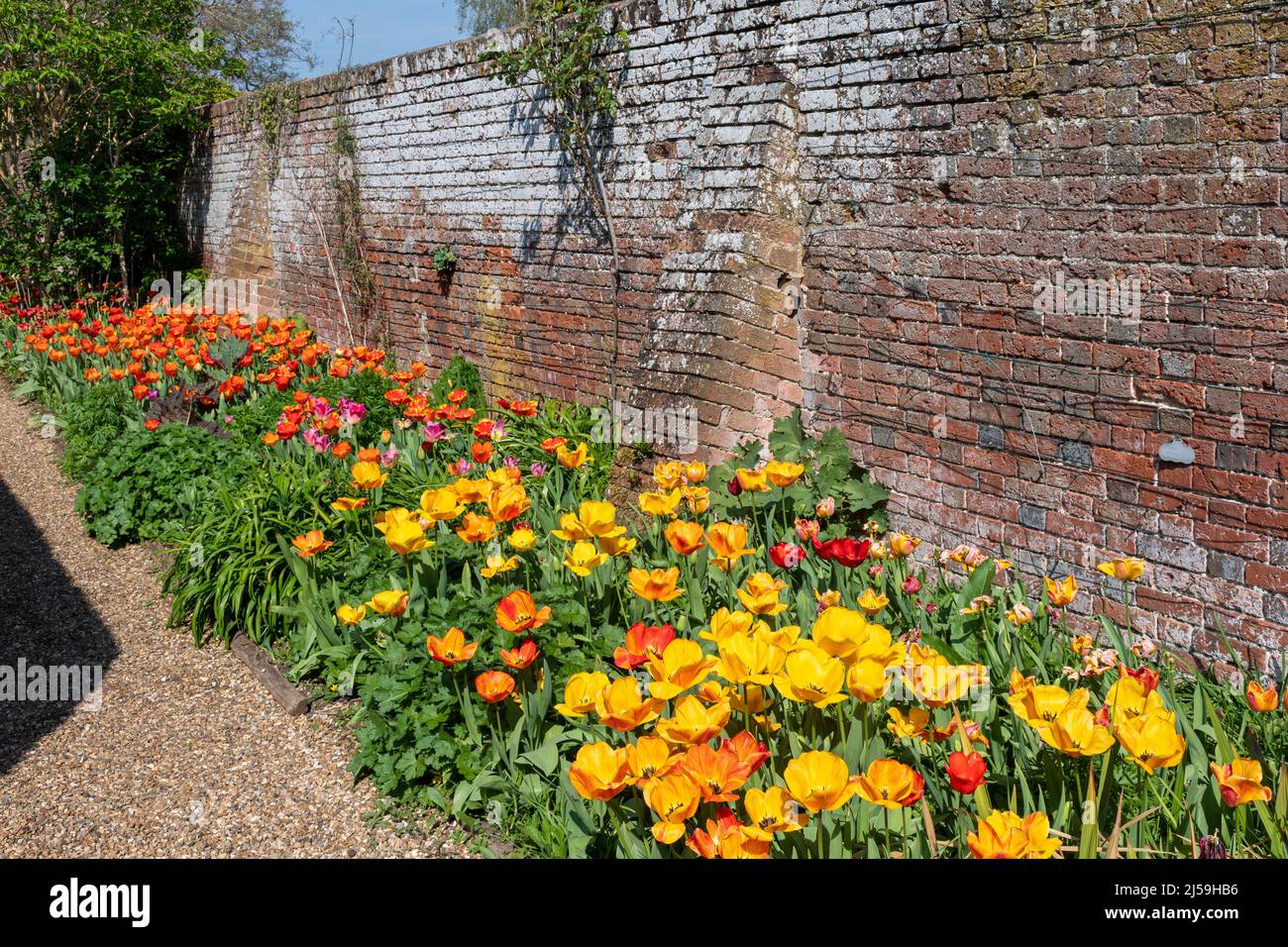 Dunsborough Park spring tulip festival in Surrey, England, UK, during