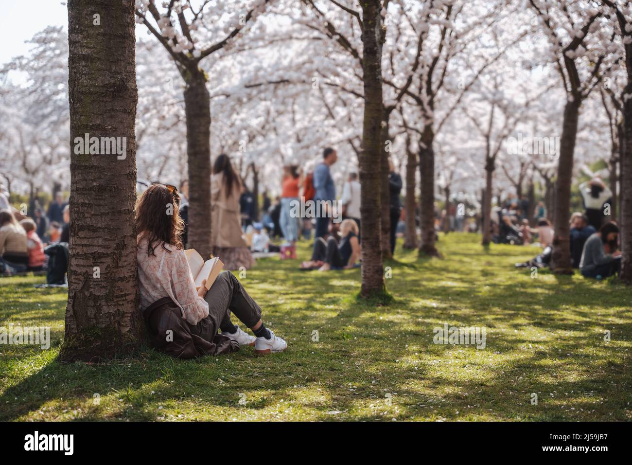 Family, friends, people having a picnic under sakura trees. Pastime with family in the park with cherry blossom trees, enjoy springtime and cherry Stock Photo