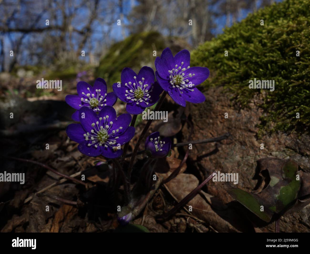 A lovely little group with Anemone Hepatica, peeking out into the spring sun, next to a large rock overgrown with moss. Stock Photo