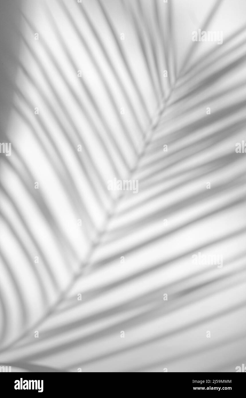 Palm leaf shadow on white background in natural light Stock Photo