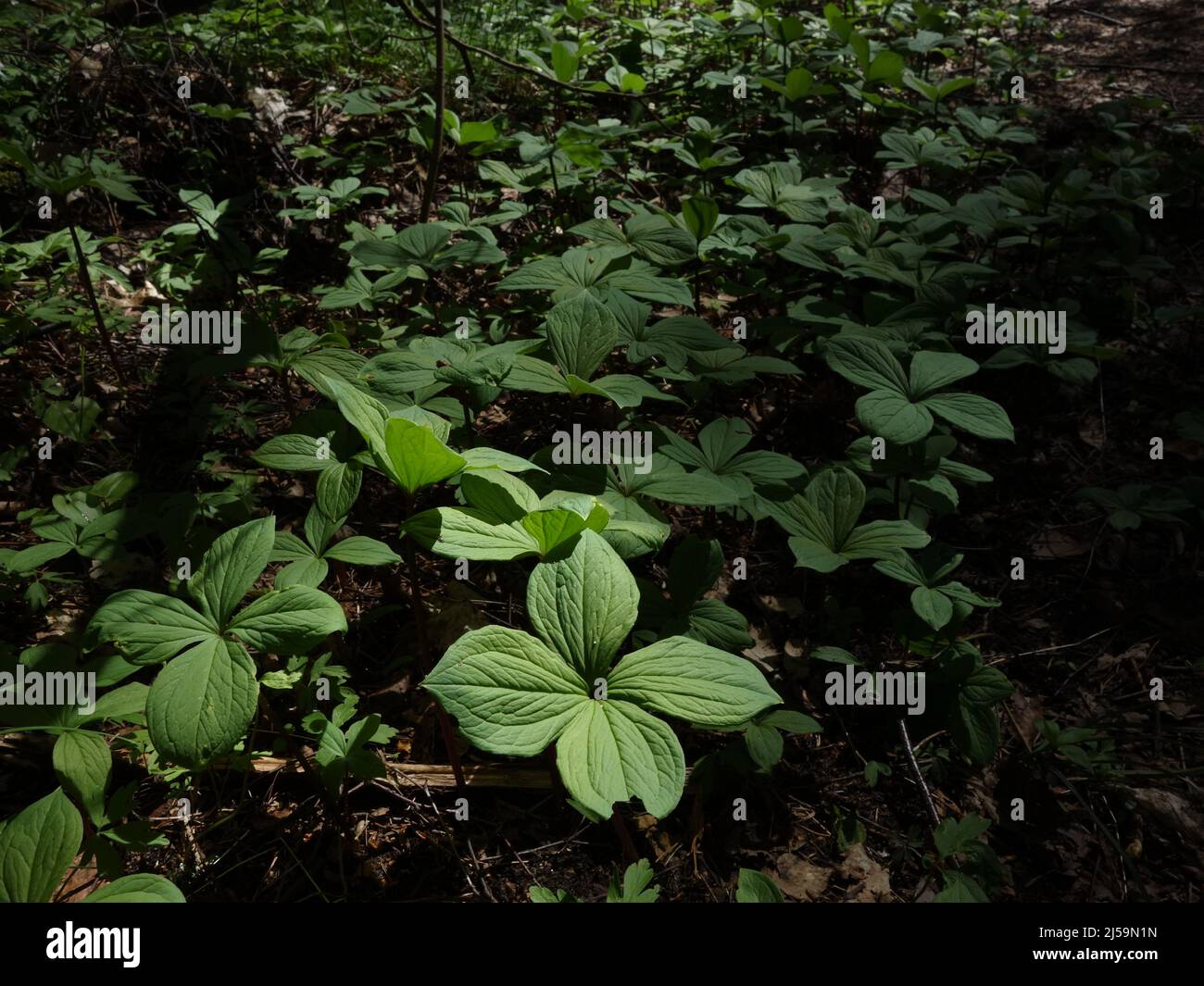 True lover's knot with its long stems, grows high above the foliage of wood anemone. The flower bud is starting to appear on some of the plants. Stock Photo