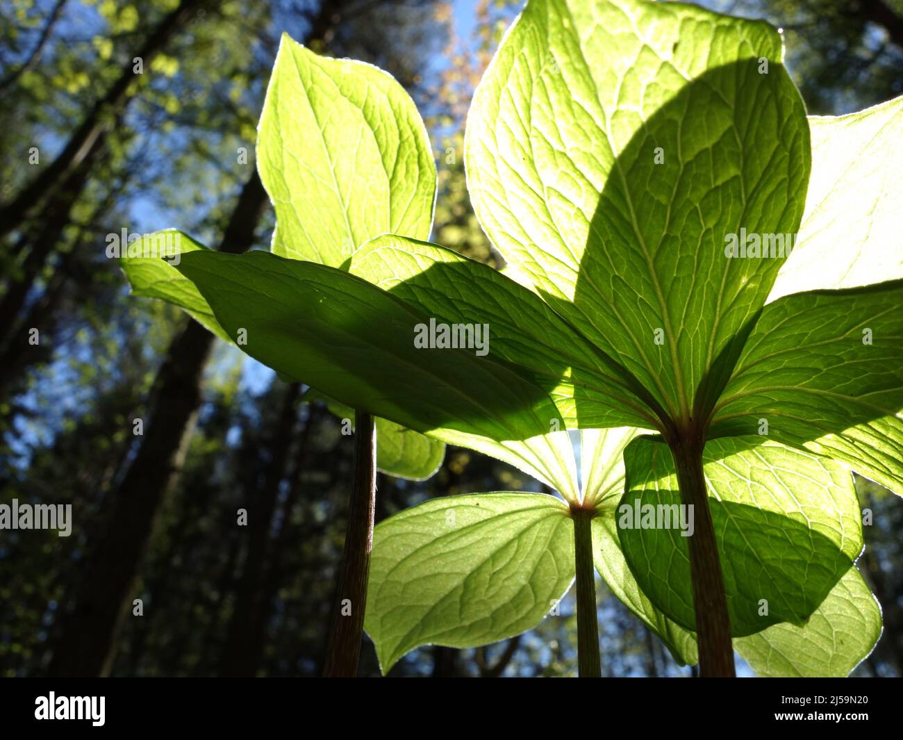 Herb Paris from the underside, here you can clearly see the thick stem of the plant and very clearly the composition of the leaf against the sunlight. Stock Photo