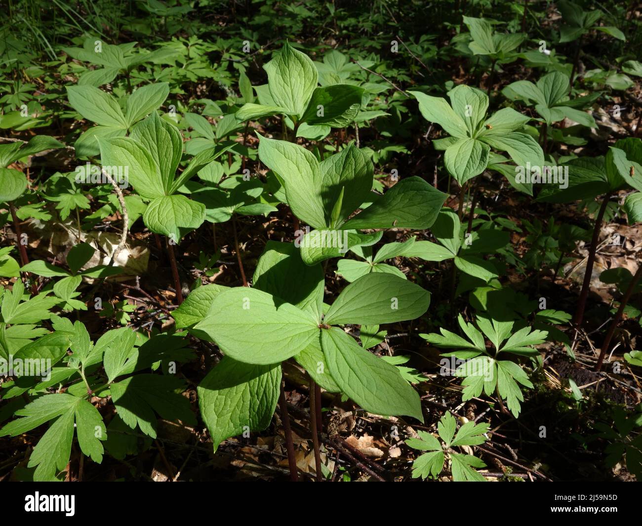 Paris quadrifolia covering a large area of the forest floor, on tall stalks and with its large typical four-leaf formation. It is a poisonous plant. Stock Photo