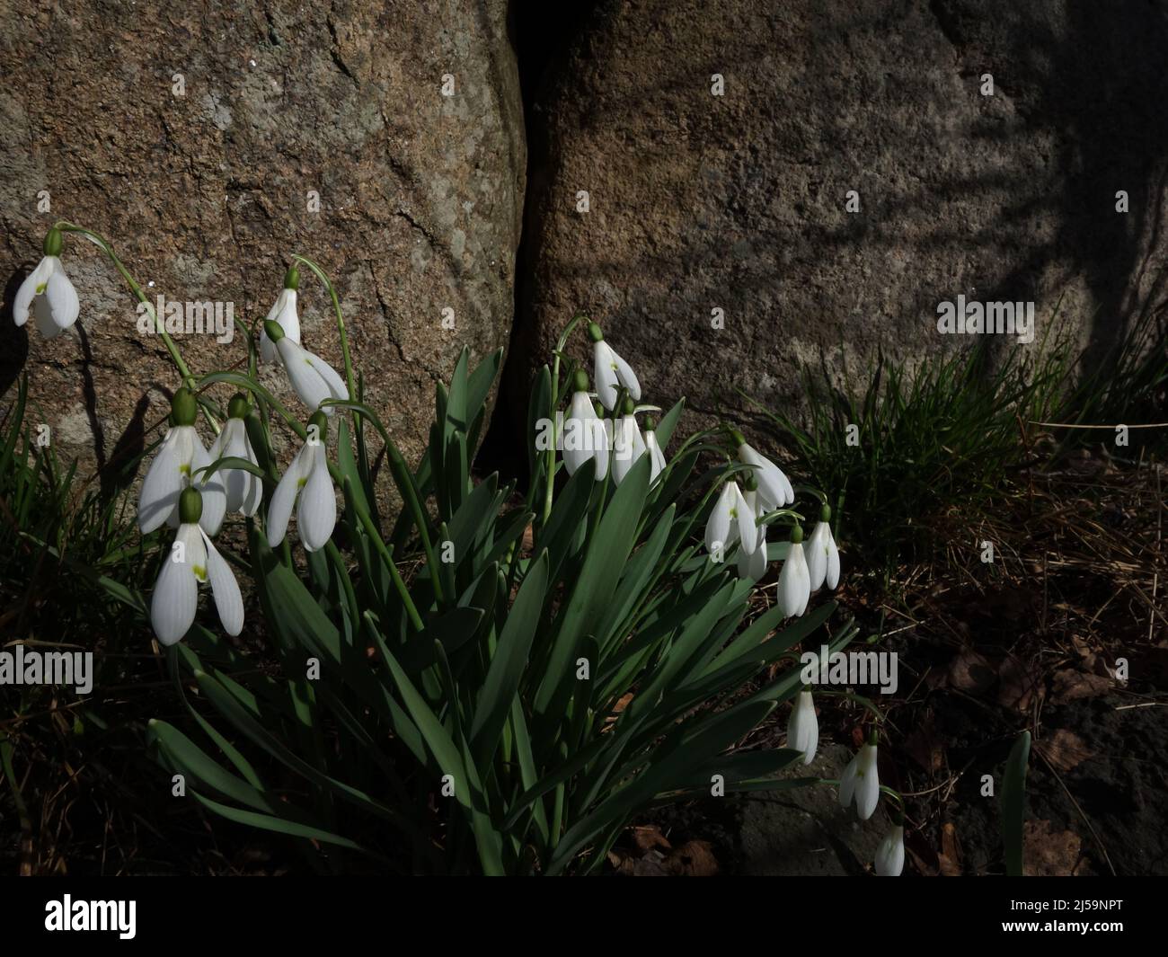 As the first flower that comes when the snow thaws, the Snowdrop has become a symbol of a new beginning, innocence, purity and hope. Stock Photo