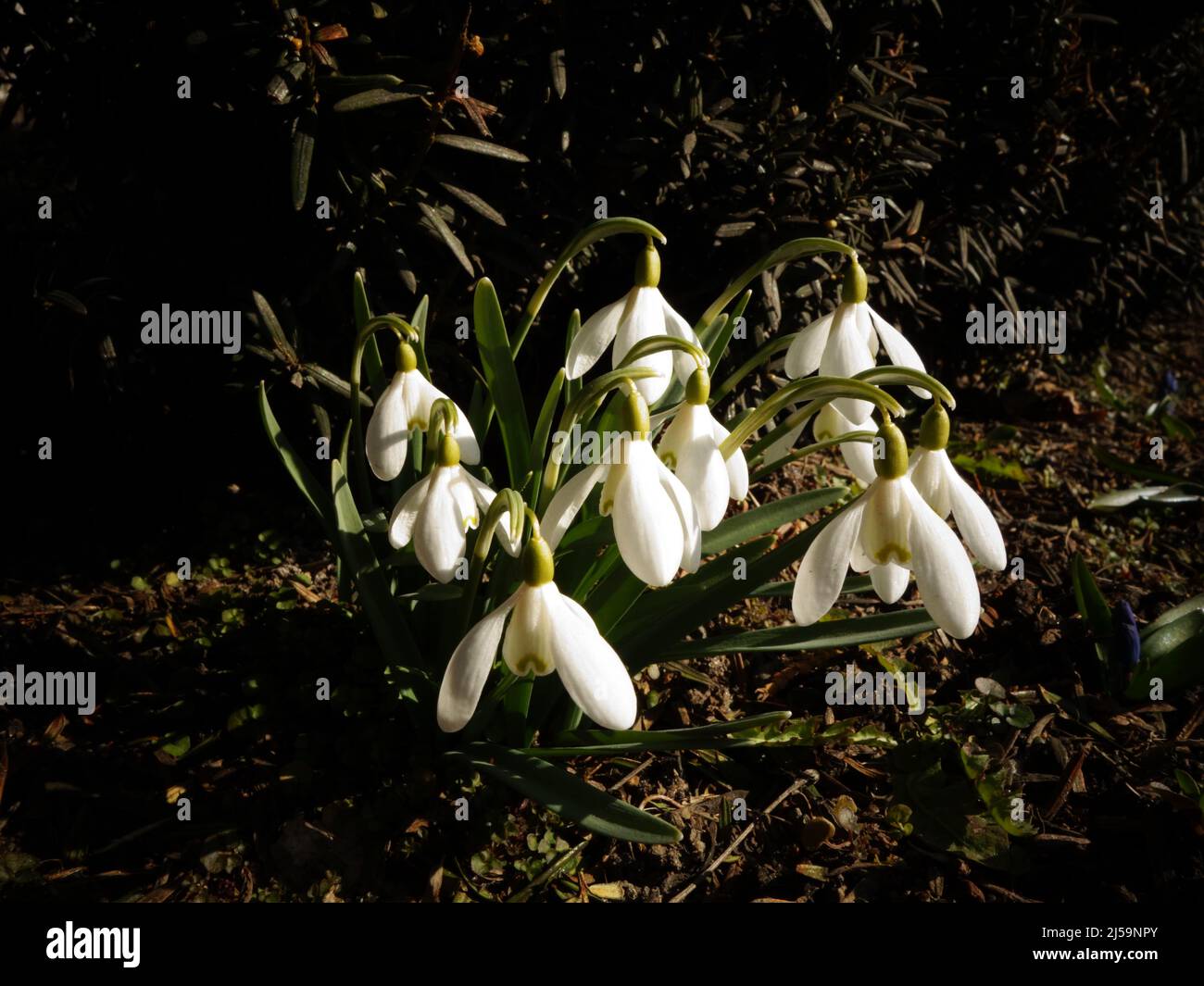 As the first flower that comes when the snow thaws, the Snowdrop has become a symbol of a new beginning, innocence, purity and hope. Stock Photo