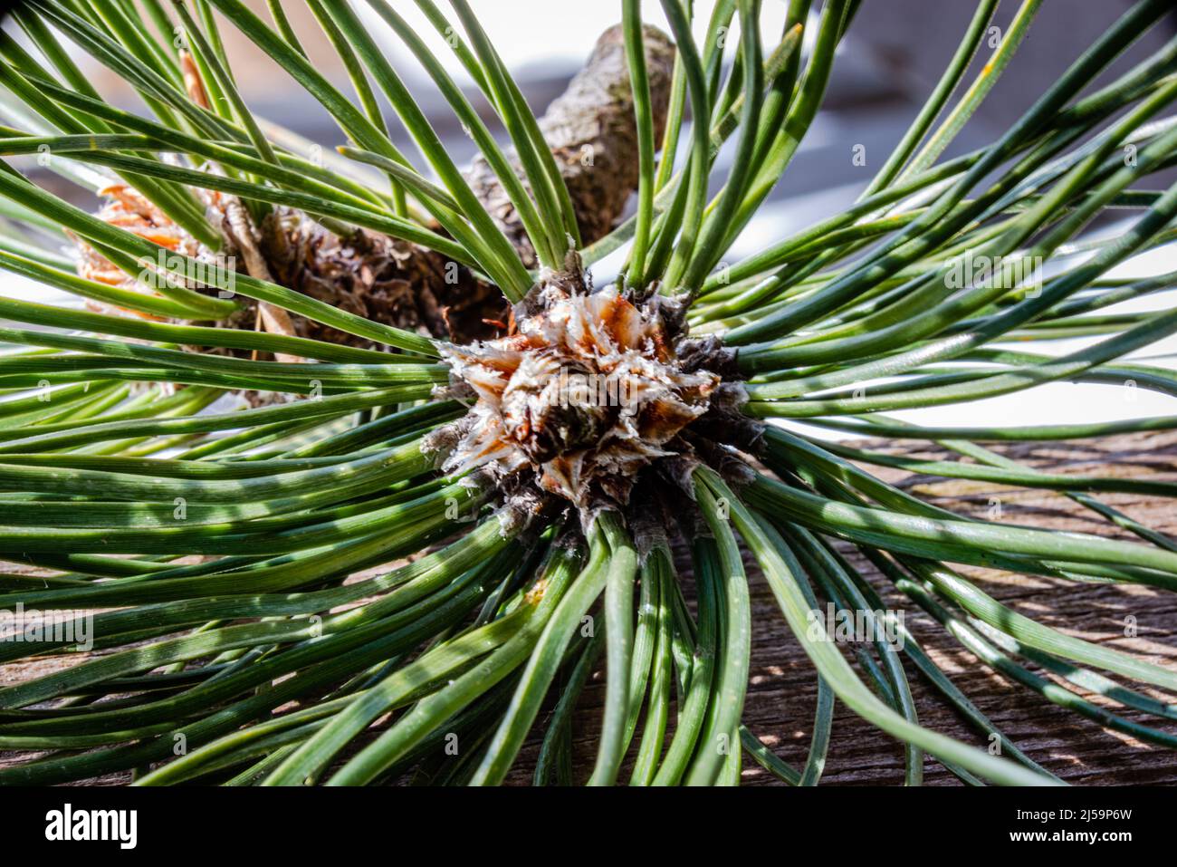 Close up pine branch, macro photography Stock Photo