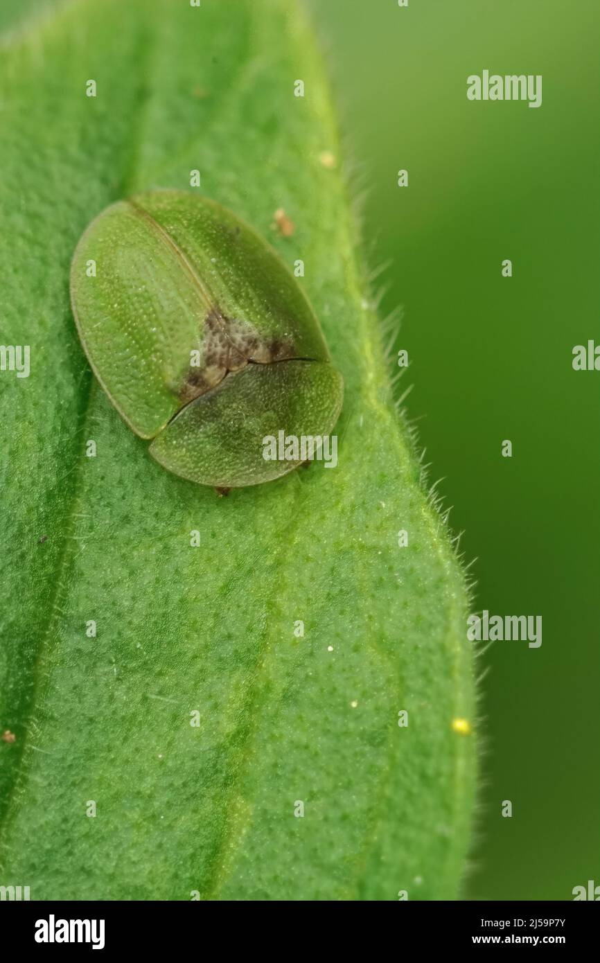 Vertical closeup on the green thistle tortoise beetle, Cassida rubiginosa, sitting on a green leaf in the garden Stock Photo