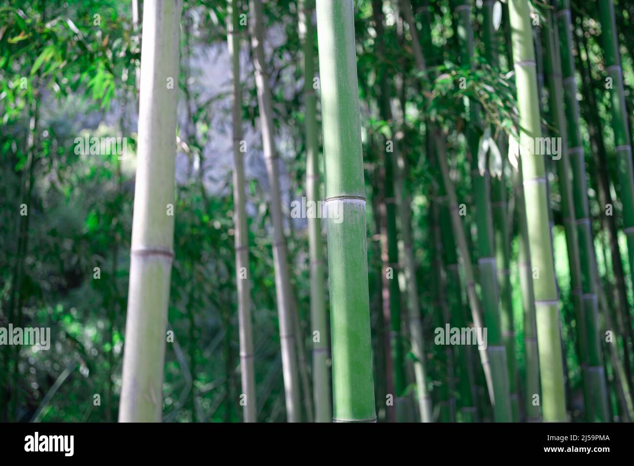 Bamboo trunk perspective hi-res stock photography and images - Alamy