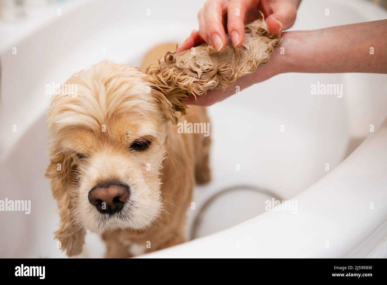 Female hands are washing dog ears in the bathroom. Closeup Stock Photo