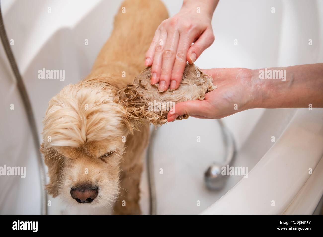 Can You Get Water In Your Dogs Ears When Bathing