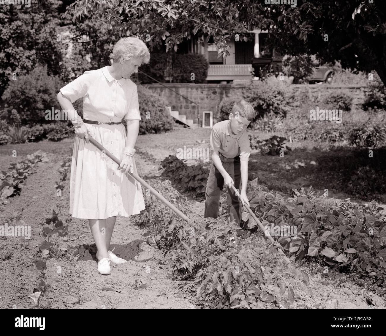 1960s ENERGETIC YOUNG BOY GRANDSON HELPING OLDER WOMAN HIS GRANDMOTHER WORKING IN THE BACKYARD VEGETABLE GARDEN - j11337 HAR001 HARS RURAL HOME LIFE COPY SPACE FULL-LENGTH LADIES PHYSICAL FITNESS PERSONS CARING MALES SENIOR ADULT AGRICULTURE B&W SENIOR WOMAN GOALS SUCCESS HAPPINESS OLD AGE OLDSTERS HIGH ANGLE OLDSTER LEISURE STRENGTH GRANDSONS KNOWLEDGE PRIDE OPPORTUNITY AUTHORITY GRANDMOTHERS ELDERS GRANDSON STYLISH SUPPORT WEEDING COOPERATION JUVENILES TOGETHERNESS BLACK AND WHITE CAUCASIAN ETHNICITY GRANDMA HAR001 OLD FASHIONED Stock Photo