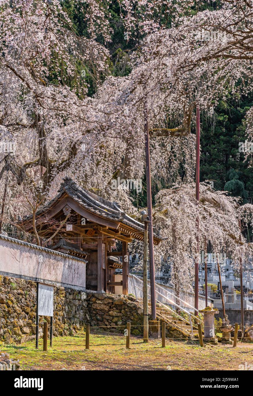 saitama, chichibu - april 04 2022: Japanese Yakuimon gate in Seiunji Temple with a stair made with stones and overlooked by majestic tall weeping cher Stock Photo