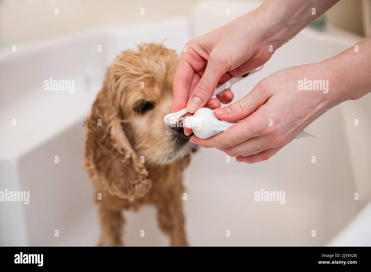 Beautiful view of Dog Sensitive Teeth Prevention Toothpaste