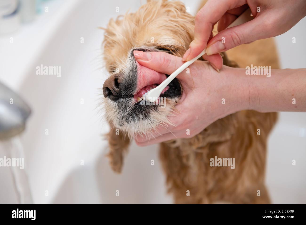 Brush for cocker spaniel hot sale