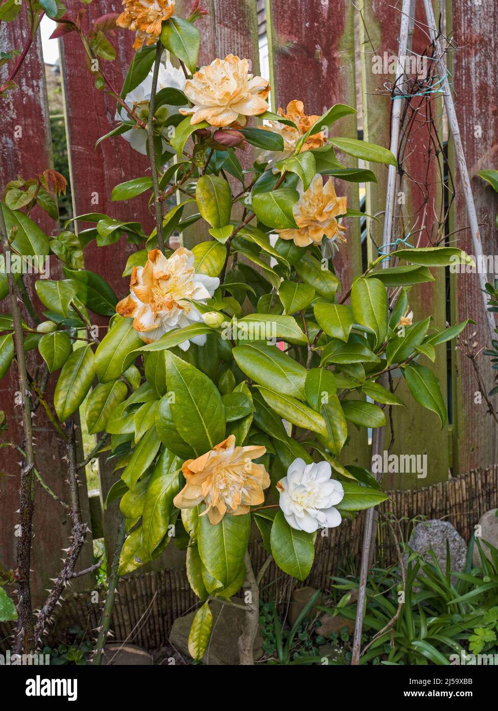Camelia plant with white flowers at the end of it's season, UK Stock Photo