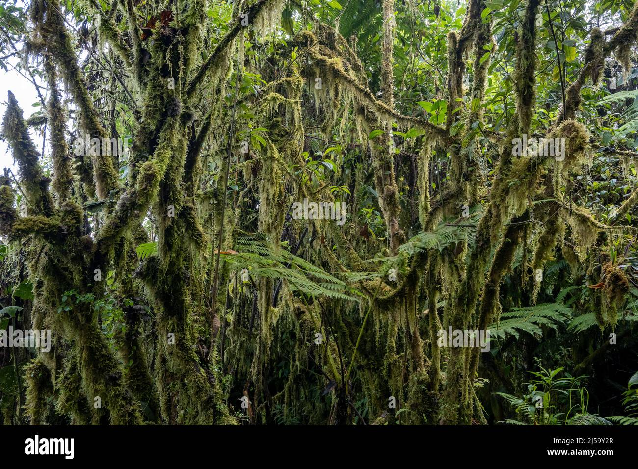 Moss draped trees in rain forest. Colombia, South America. Stock Photo