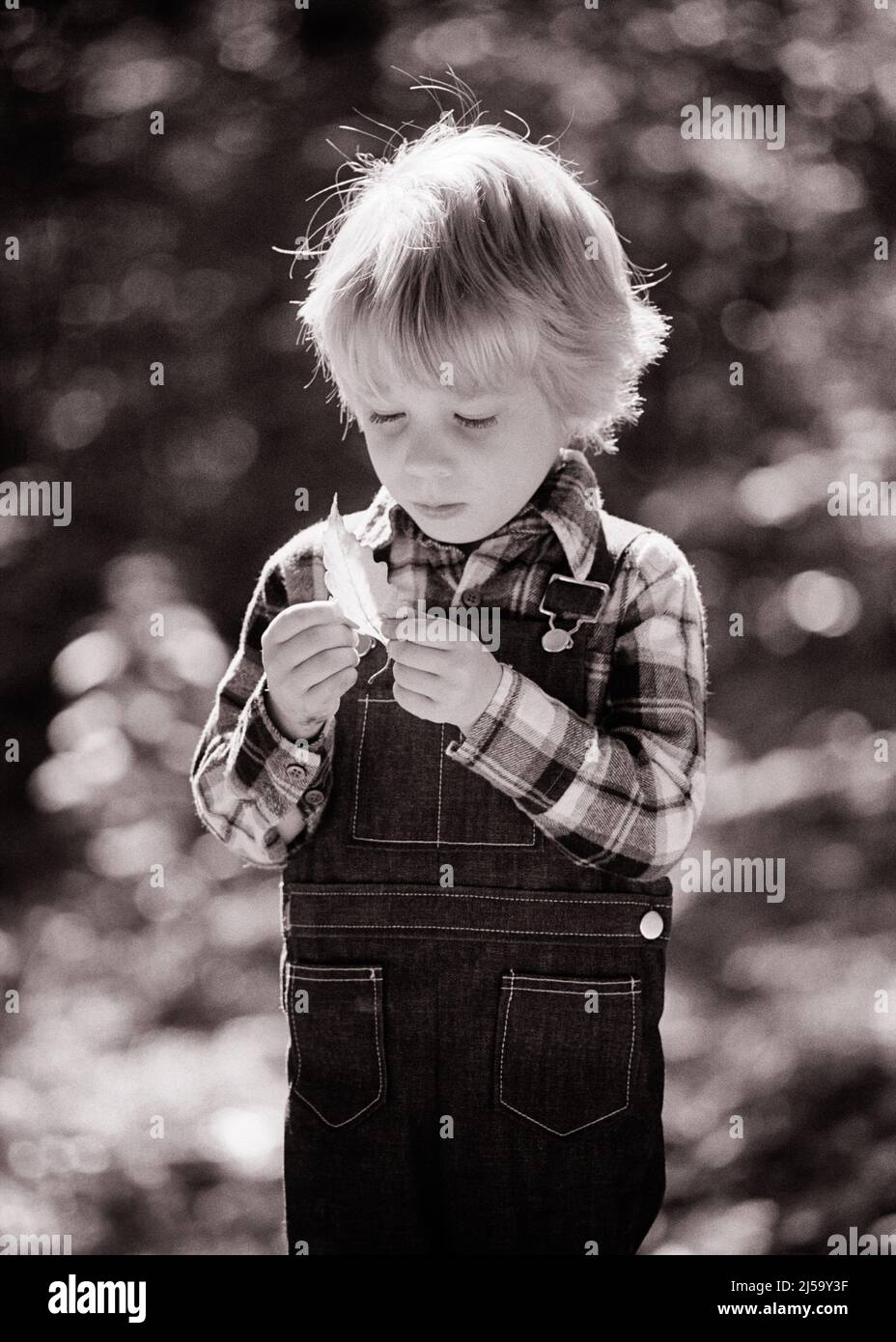 1970s BLONDE TODDLER BOY HOLDING STUDYING AN AUTUMN LEAF BOY WEARING DENIM BIB OVERALLS PLAID SHIRT - j14284 HAR001 HARS MALES PLAID DENIM B&W DREAMS DISCOVERY LEAF FALL SEASON MOOD IMAGINATION BIB OVERALLS PLAID SHIRT PLEASANT SOLEMN AGREEABLE BIB CHARMING FOCUSED GROWTH INFORMAL INTENSE JUVENILES LOVABLE PLEASING TWILL ADORABLE APPEALING AUTUMNAL BLACK AND WHITE CAREFUL CASUAL CAUCASIAN ETHNICITY FALL FOLIAGE HAR001 INTENT OLD FASHIONED Stock Photo
