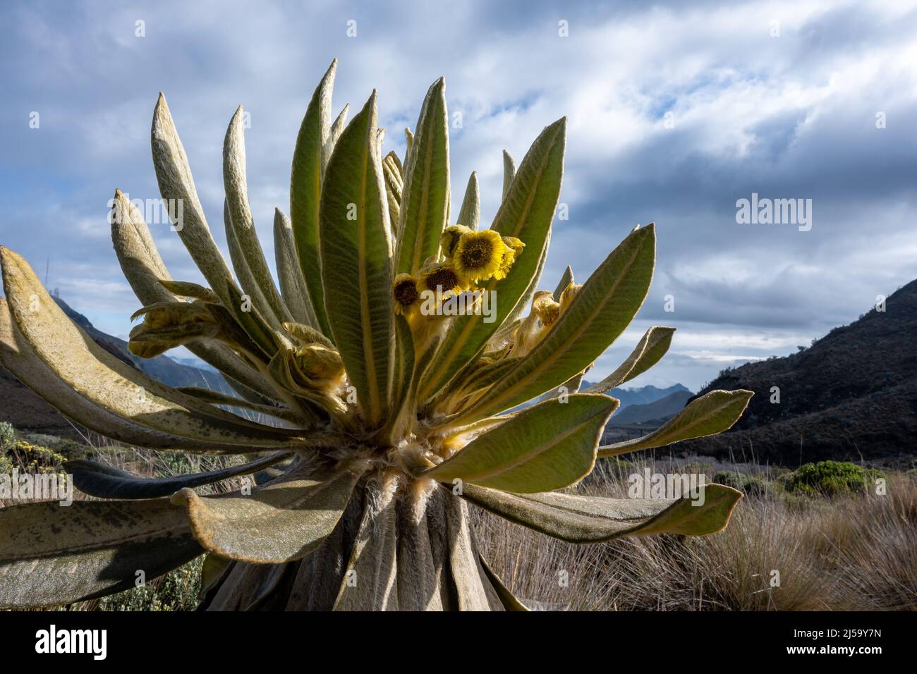 Flowering Frailejón (Espeletia Grandiflora) plant in the high elevation paramo of Andes mountains. Los Nevados National Park, Colombia, South Stock Photo