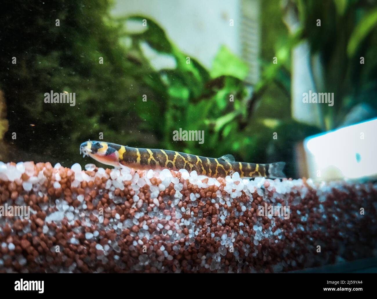 pangio kuhli - kuhli loach in aquarium Stock Photo