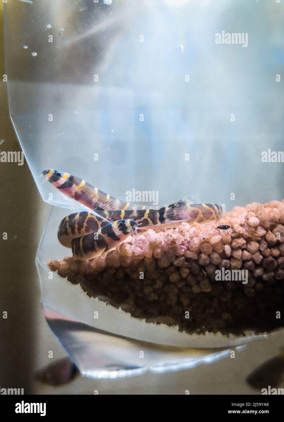 pangio kuhli - kuhli loach in aquarium Stock Photo