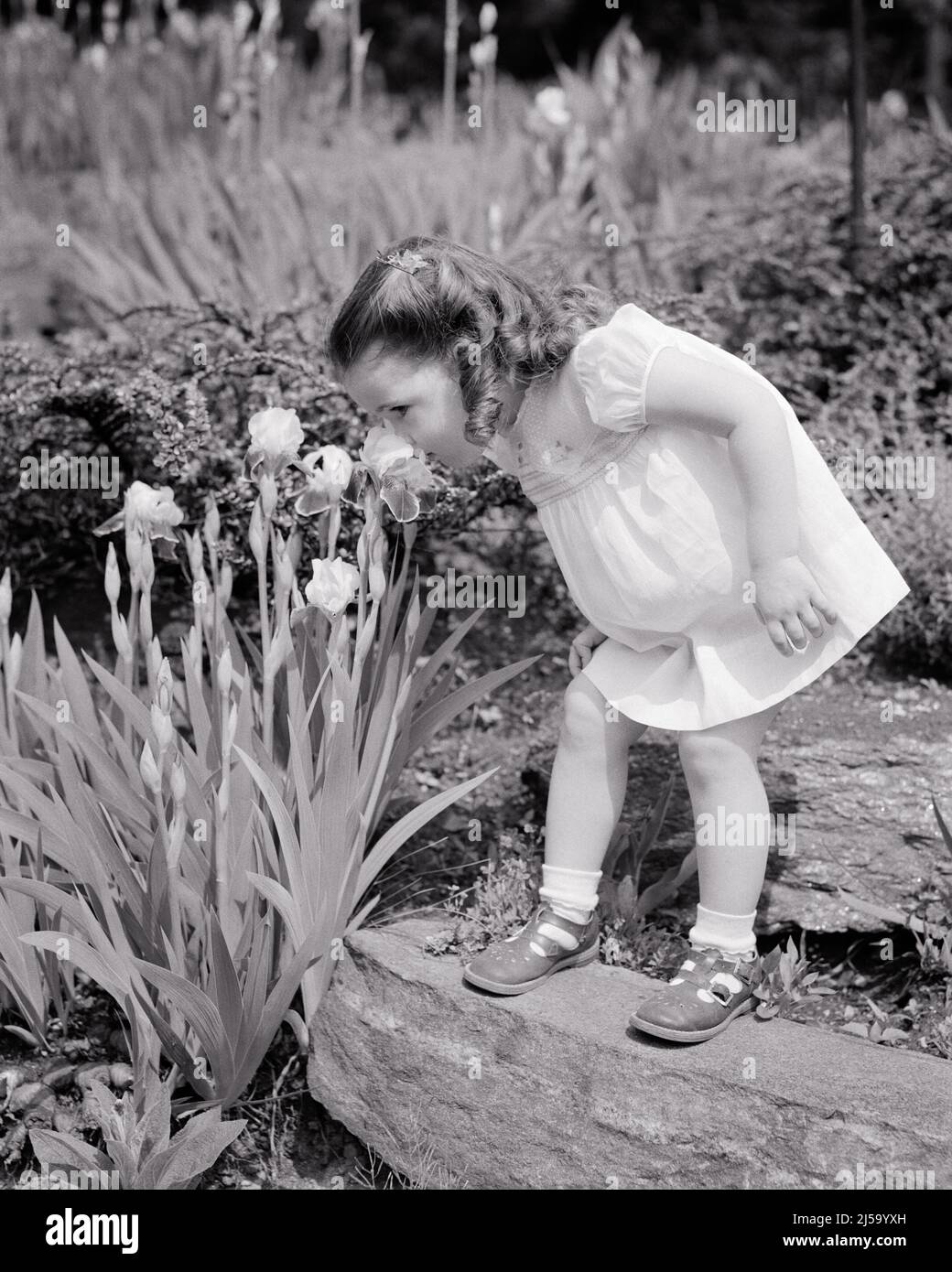 1940s CUTE LITTLE GIRL SNIFFING BLOOMING SPRINGTIME IRIS BLOOMS IN THE GARDEN - j6003 HAR001 HARS MARY JANE SNIFF MARY JANES SHORT DRESS GARDENS STYLISH PLEASANT AGREEABLE CHARMING GROWTH IRIS JUVENILES LOVABLE PLEASING SNIFFING SPRINGTIME ADORABLE APPEALING AROMA BABY GIRL BLACK AND WHITE BLOOMING BLOOMS CAUCASIAN ETHNICITY HAR001 ODOR OLD FASHIONED Stock Photo