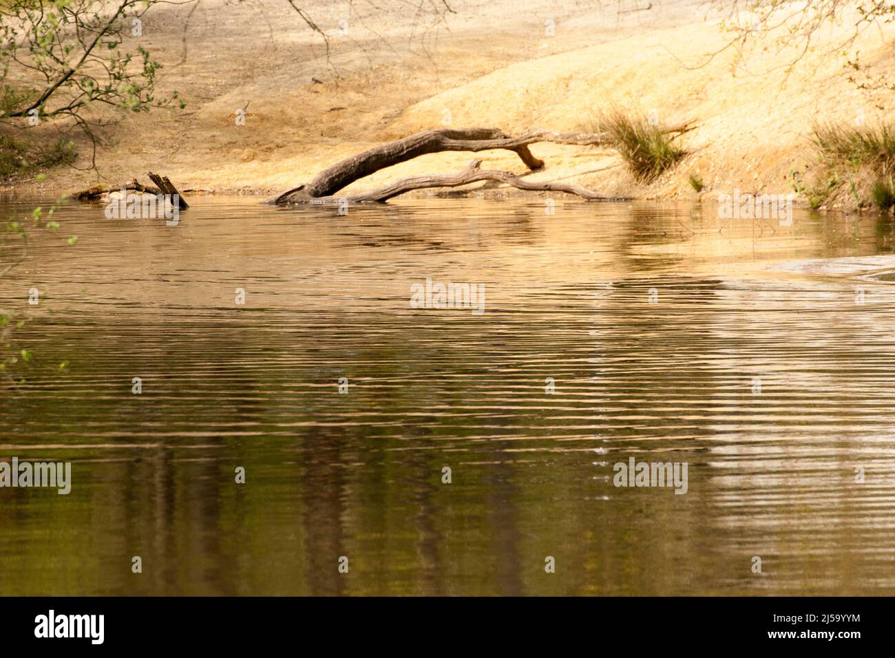 Pond embankment hi-res stock photography and images - Alamy