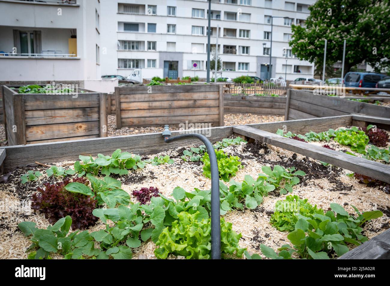 Gardening vegetable container. Vegetable garden on the terrace. Salads growing in a container in an urban neighborhood Stock Photo
