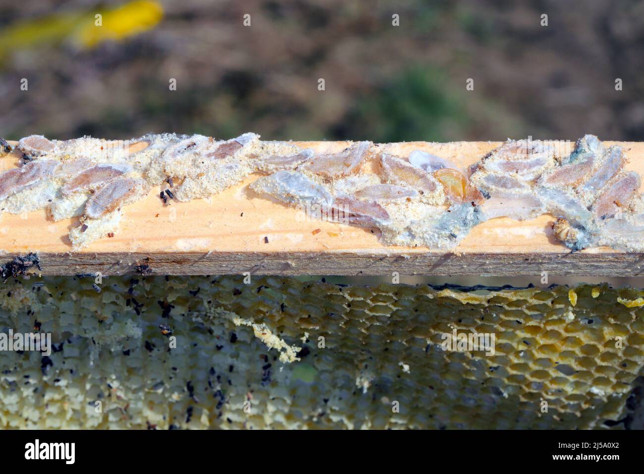 Wax bee frame eaten by parasites. Wax moth. Pests of active hives