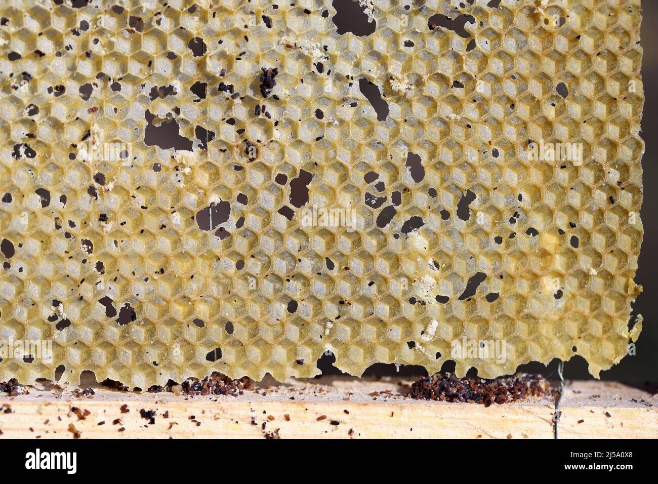 Wax bee frame eaten by parasites. Wax moth. Pests of active hives. Galleria mellonella species in a honeycomb without bees. Stock Photo