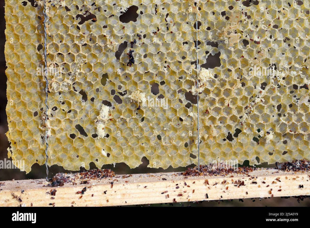 Wax bee frame eaten by parasites. Wax moth. Pests of active hives. Galleria mellonella species in a honeycomb without bees. Stock Photo