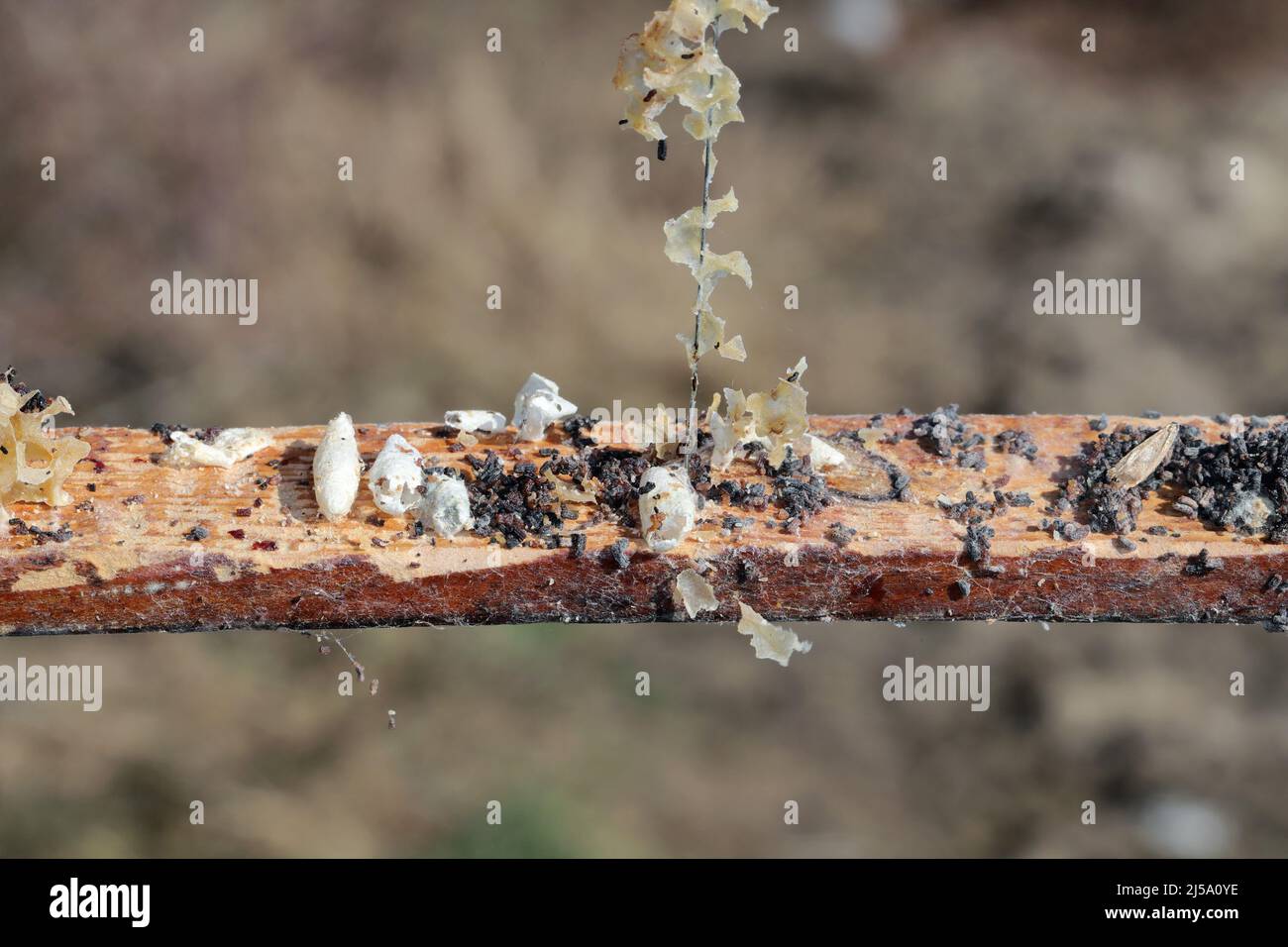 Wax bee frame eaten by parasites. Wax moth. Pests of active hives. Galleria mellonella species in a honeycomb without bees. Stock Photo