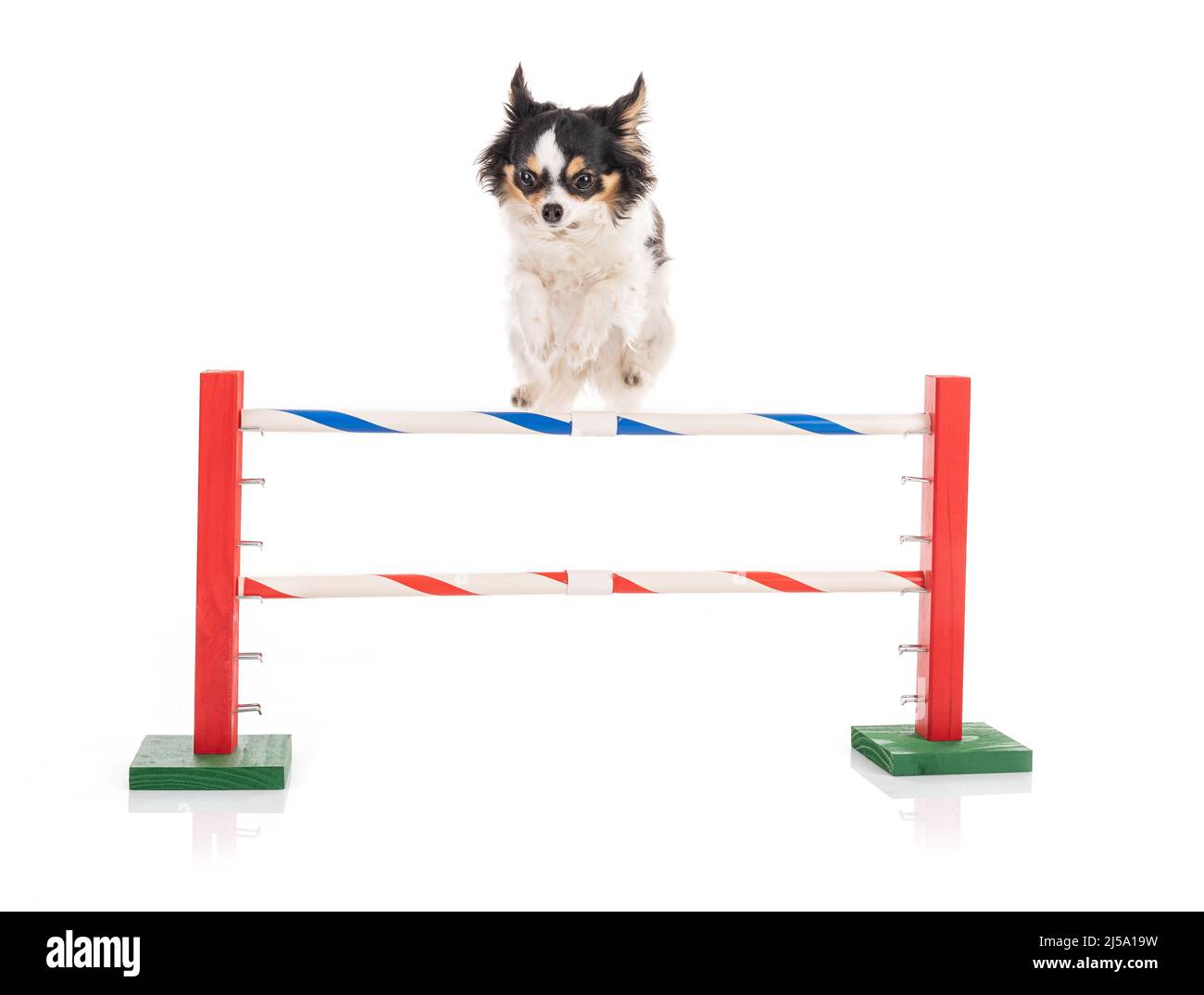 Chihuahua sales doing agility