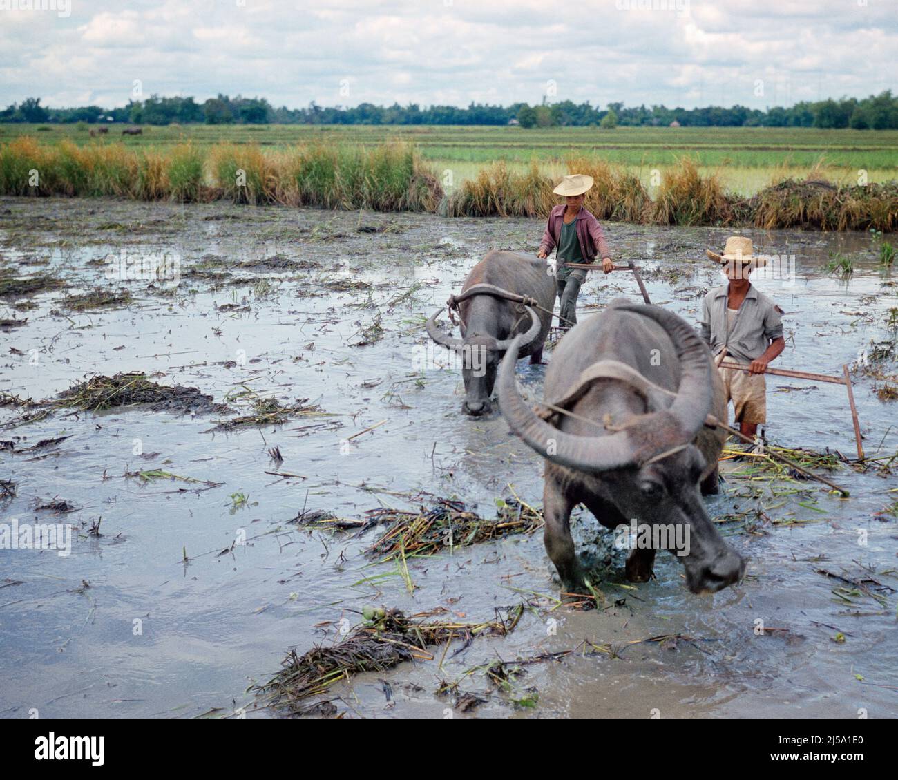 Plowing pair hires stock photography and images Alamy