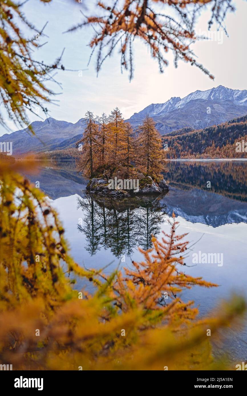Lake Sils (Silsersee) in the first light of the day, surrounded by the colorful Engadine woods in autumn, near the village of Maloja, Switzerland Stock Photo