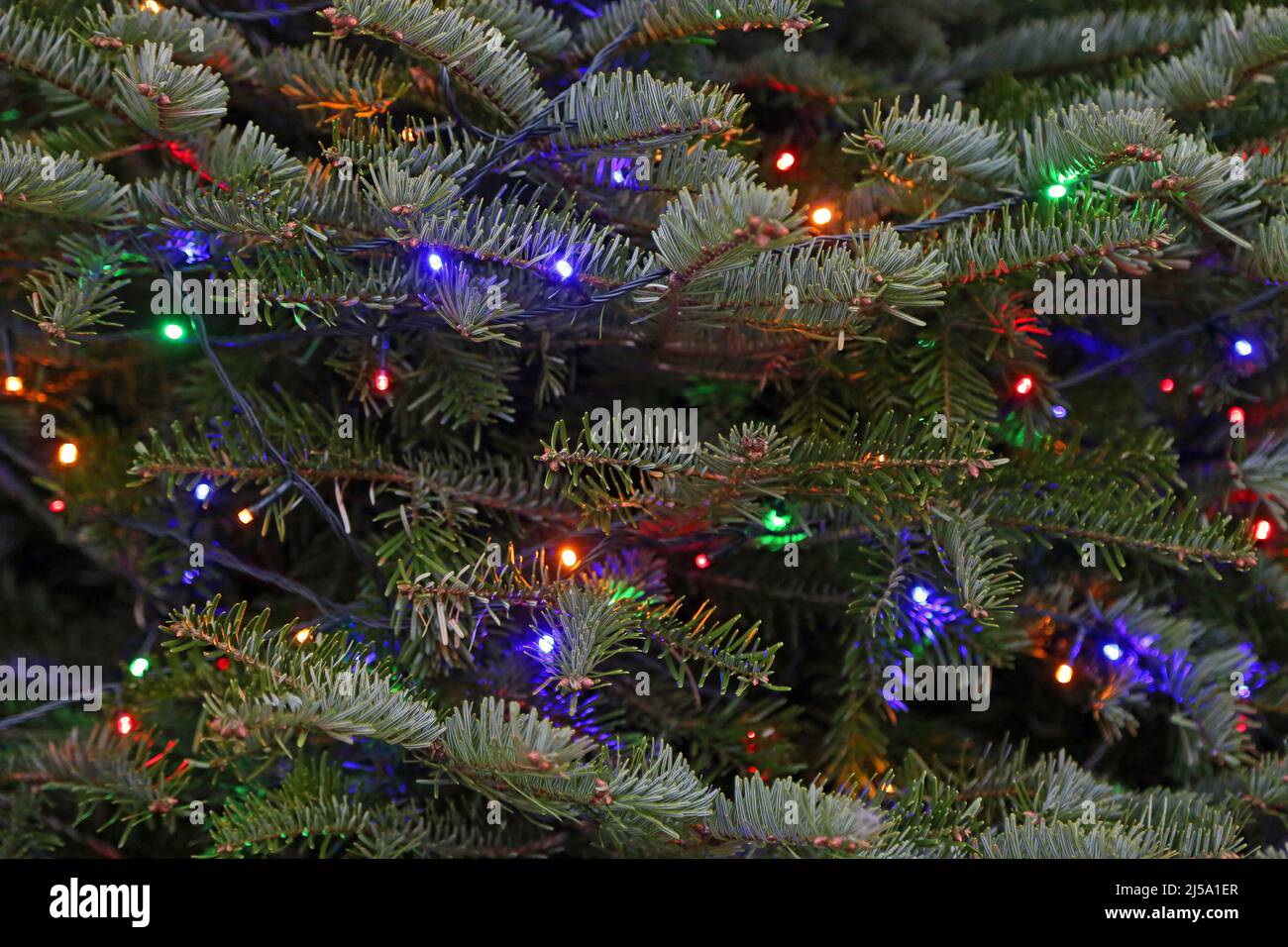 Spruce tree with Christmas lights Stock Photo Alamy